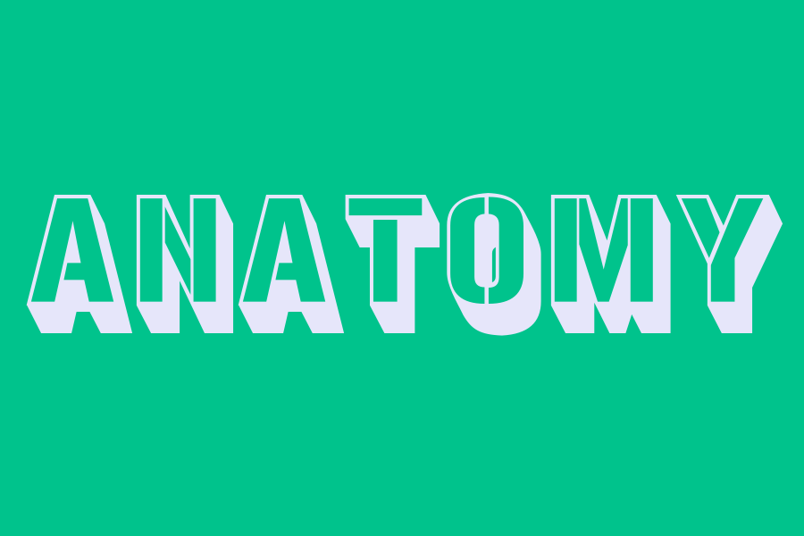 anatomy