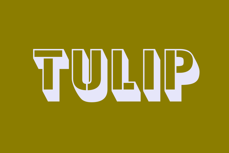 tulip