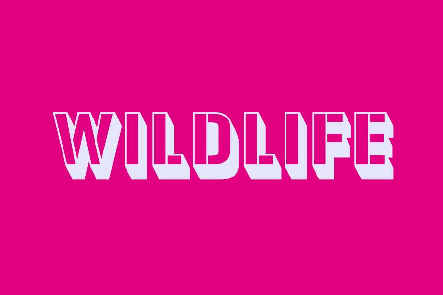 wildlife